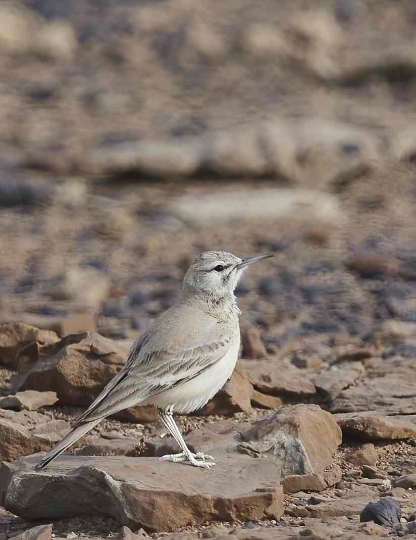 YOG_4282-DeNoiseAI-standard