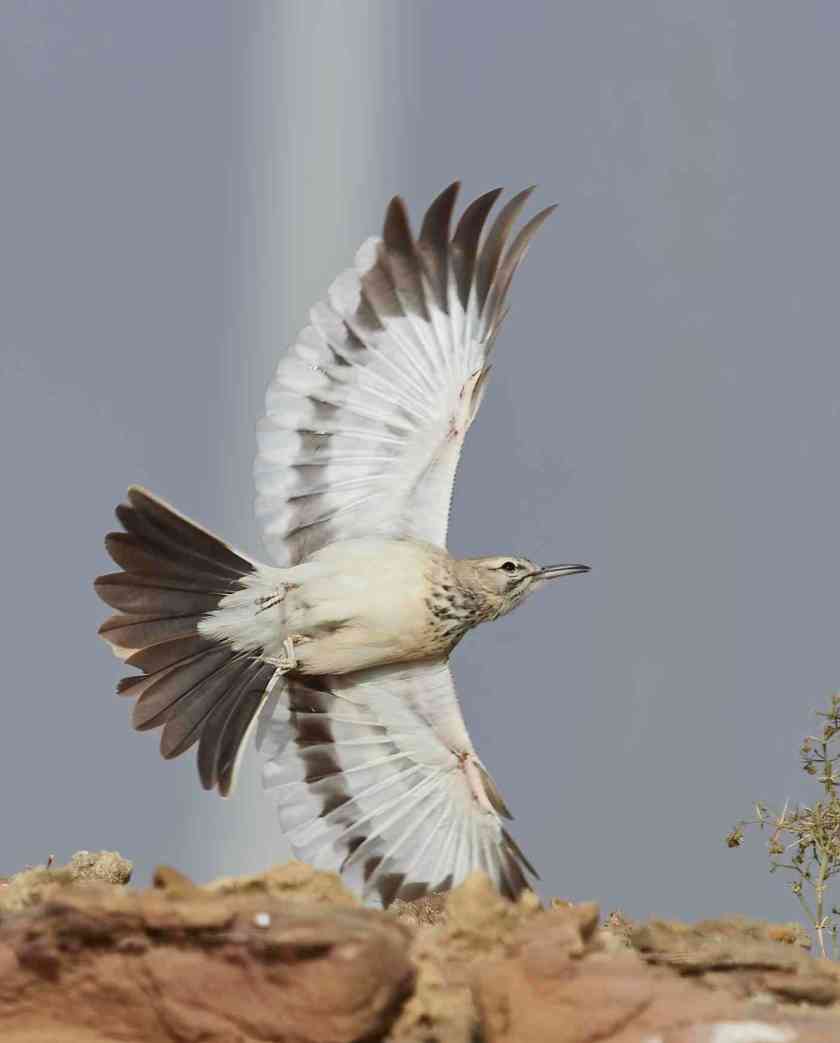 YOG_4302-DeNoiseAI-standard