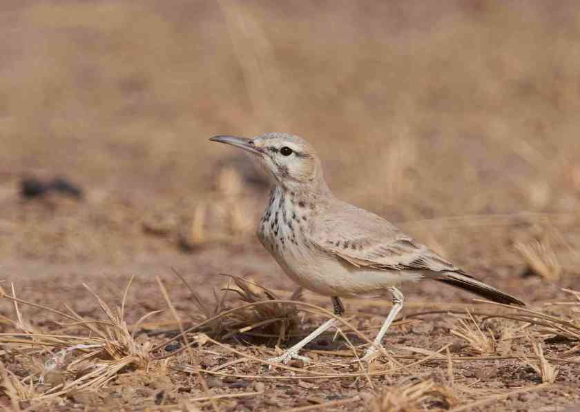 YOG_4396-DeNoiseAI-standard