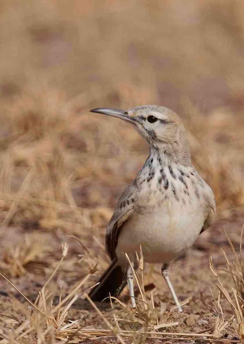 YOG_4459-DeNoiseAI-standard