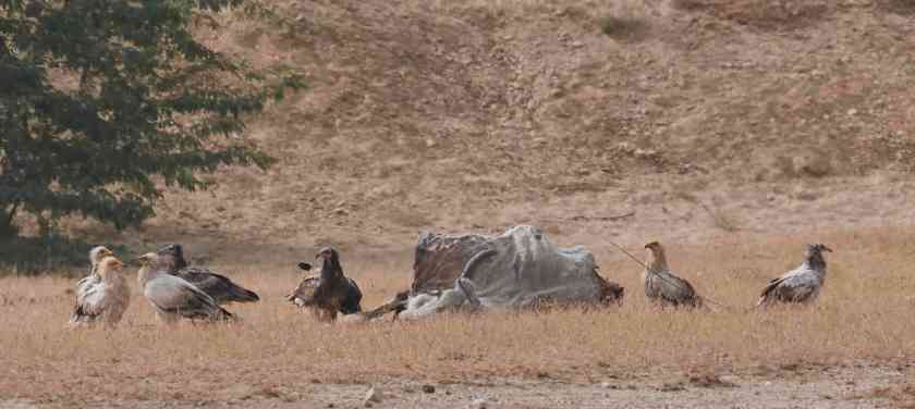 YOG_4490-DeNoiseAI-standard