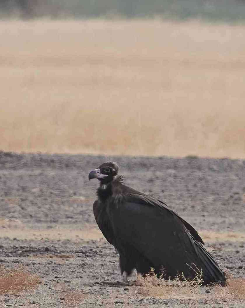 YOG_4501-DeNoiseAI-standard