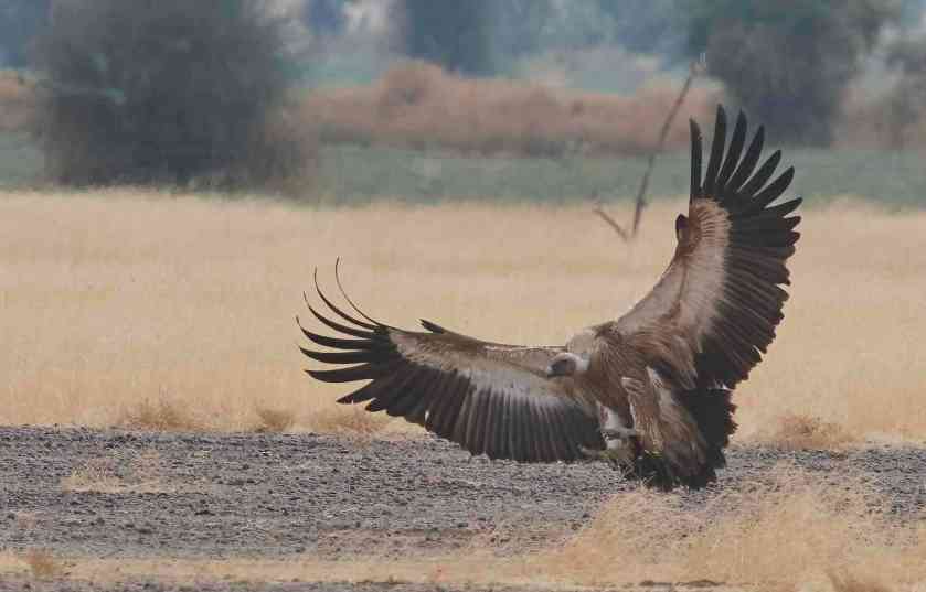 YOG_4511-DeNoiseAI-standard