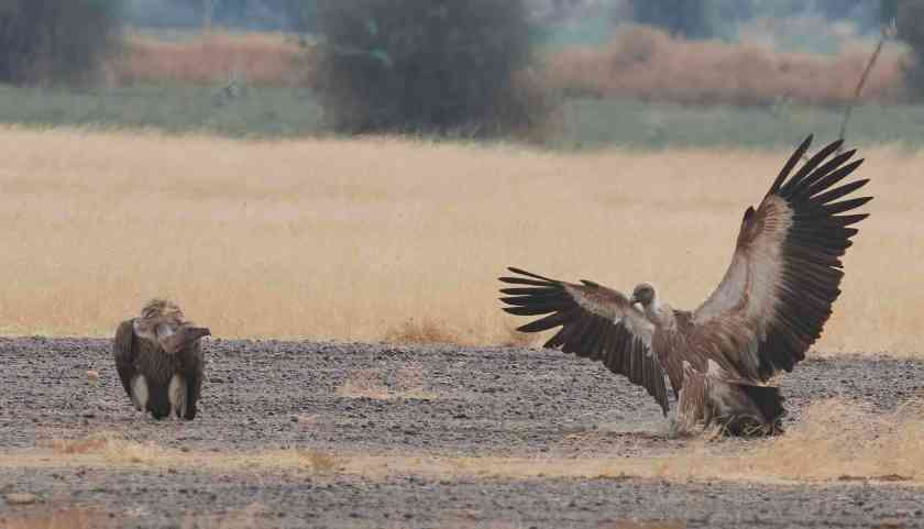 YOG_4513-DeNoiseAI-standard