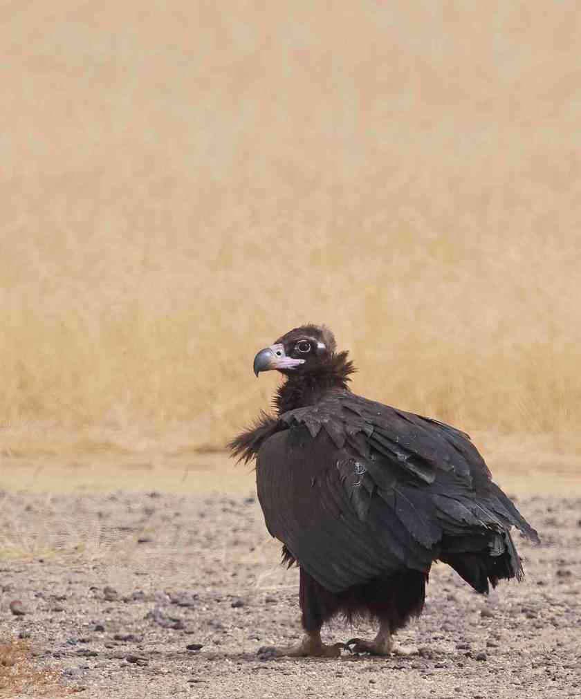 YOG_4523-DeNoiseAI-standard