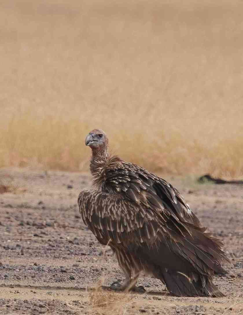 YOG_4548-DeNoiseAI-standard