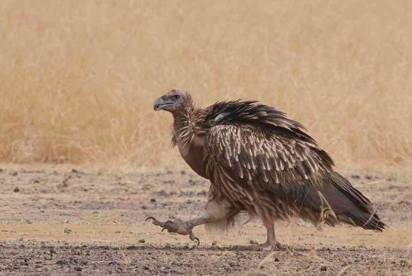 YOG_4567-DeNoiseAI-standard