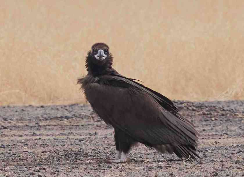 YOG_4600-DeNoiseAI-standard