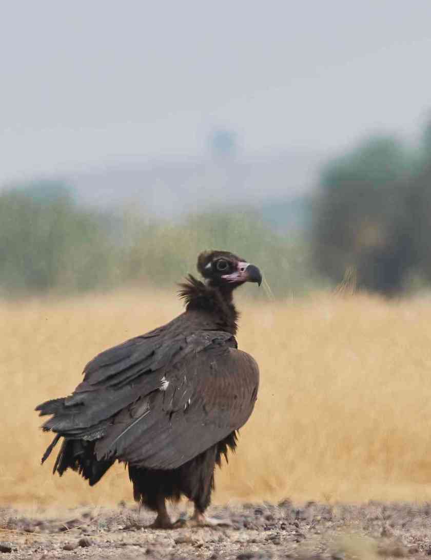 YOG_4615-DeNoiseAI-standard