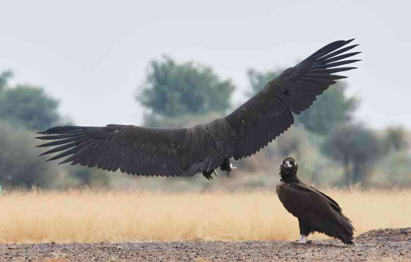 YOG_4658-DeNoiseAI-standard