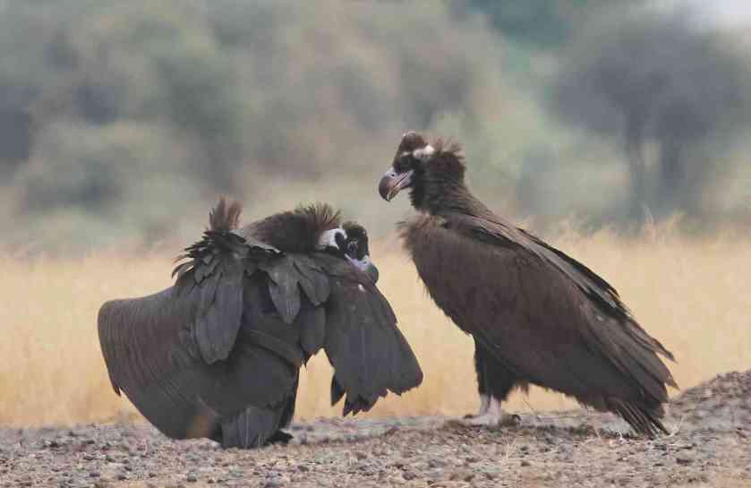 YOG_4667-DeNoiseAI-standard