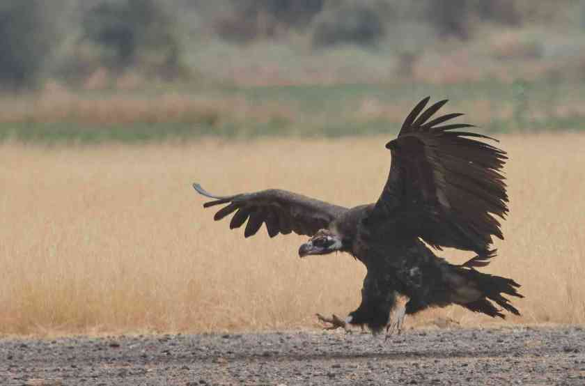 YOG_4731-DeNoiseAI-standard