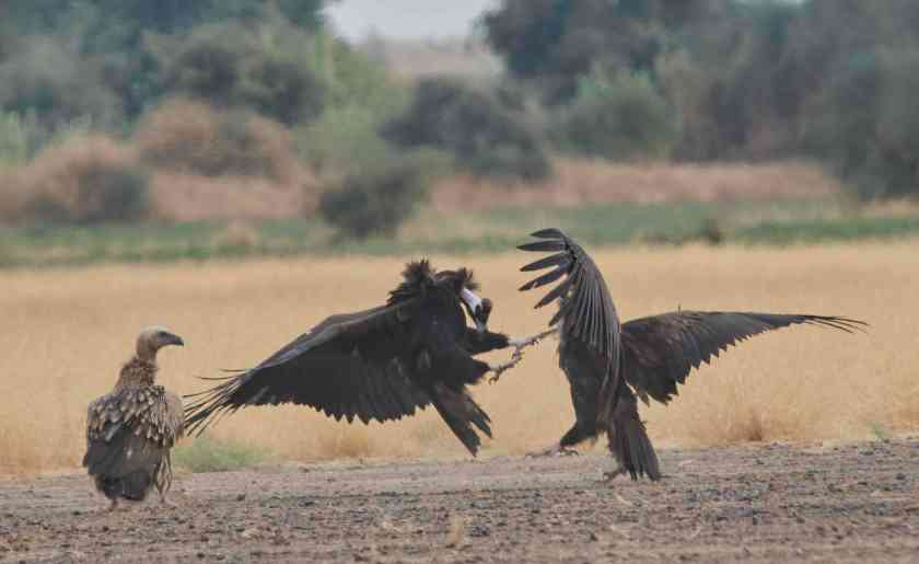 YOG_4738-DeNoiseAI-standard