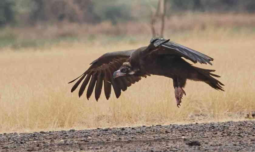 YOG_4759-DeNoiseAI-standard