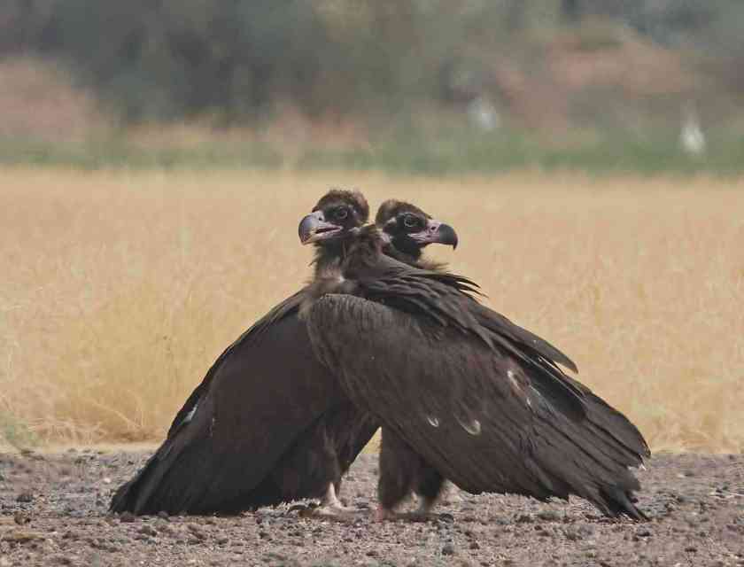 YOG_4784-DeNoiseAI-standard