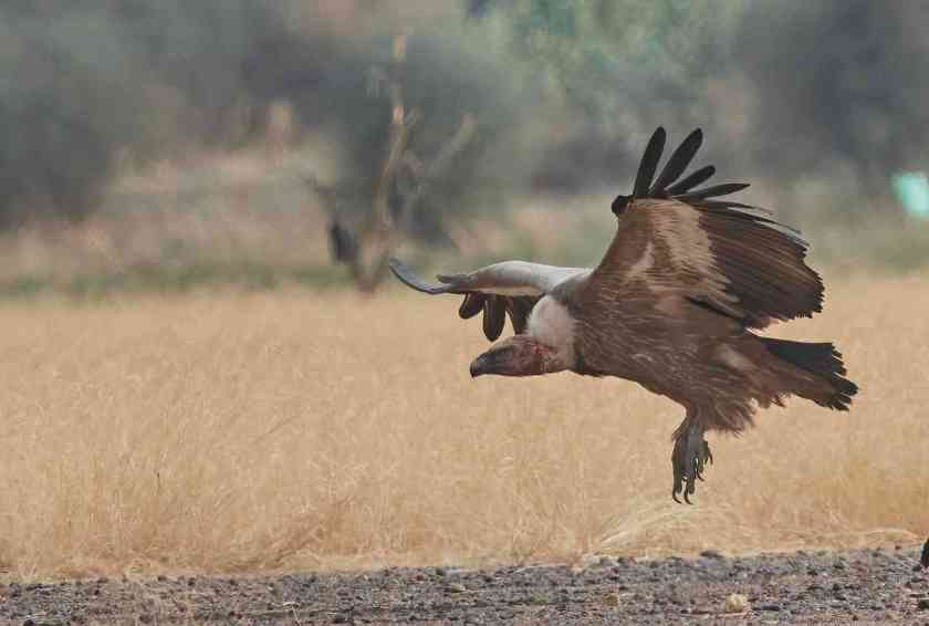 YOG_4808-DeNoiseAI-standard