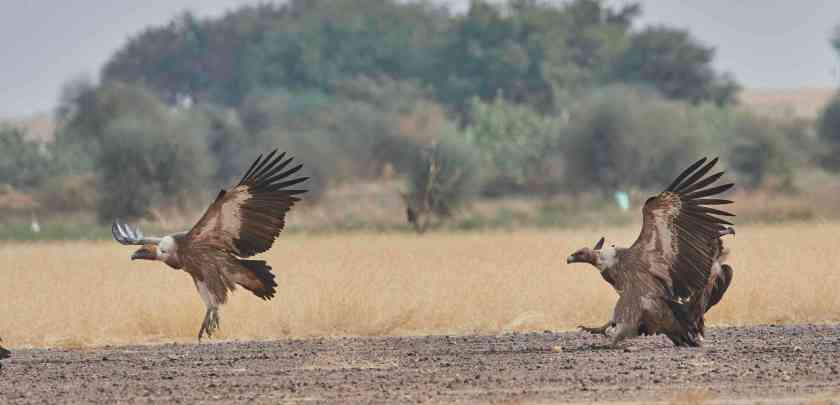 YOG_4821-DeNoiseAI-standard