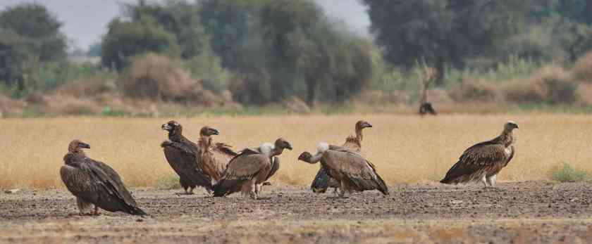 YOG_4826-DeNoiseAI-standard