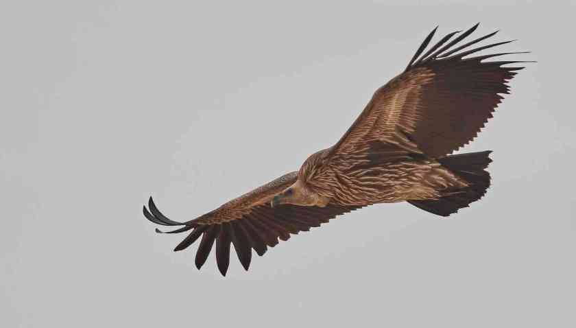 YOG_4873-DeNoiseAI-standard