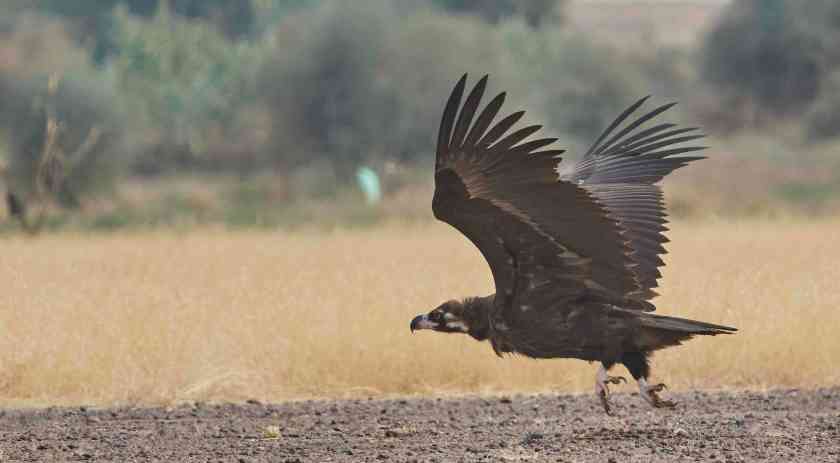 YOG_4893-DeNoiseAI-standard