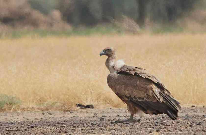 YOG_5028-DeNoiseAI-standard