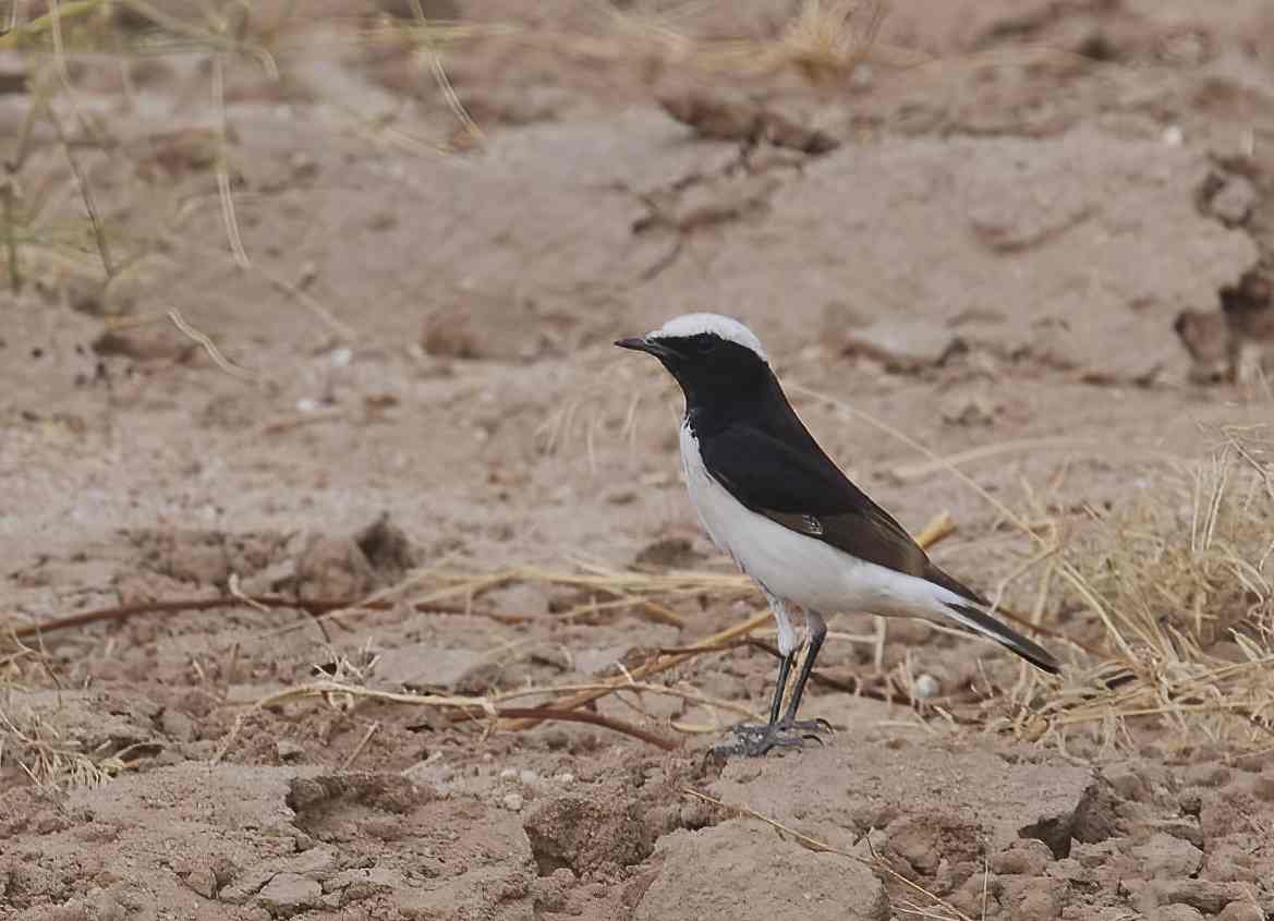 YOG_5062-DeNoiseAI-standard