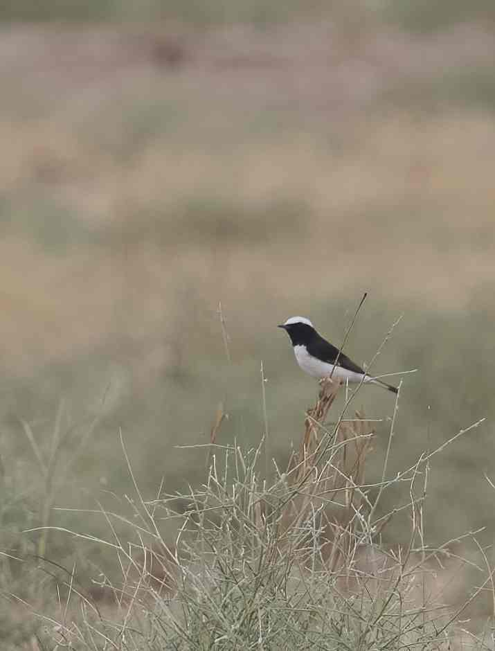 YOG_5077-DeNoiseAI-standard