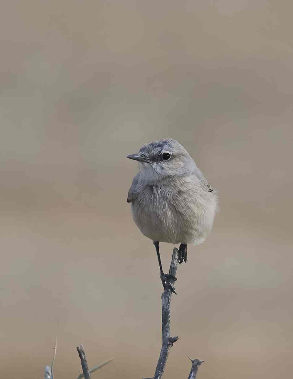 YOG_5134-DeNoiseAI-standard