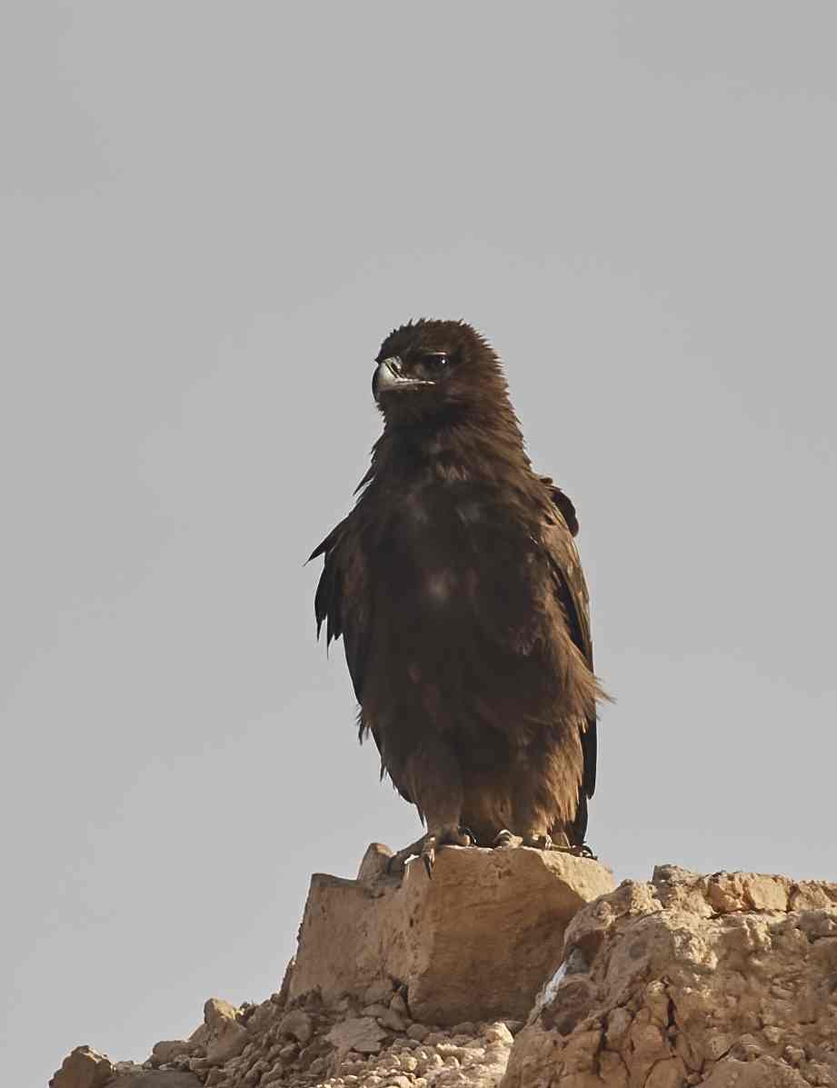 YOG_5170-DeNoiseAI-standard