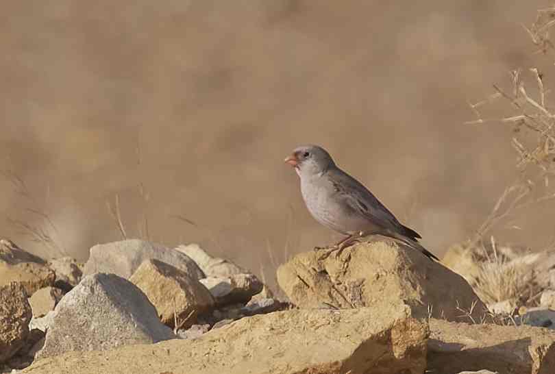 YOG_5203-DeNoiseAI-standard