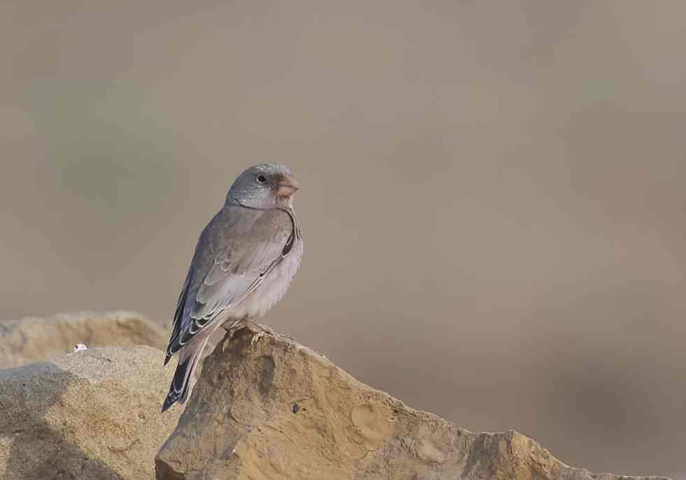 YOG_5260-DeNoiseAI-standard