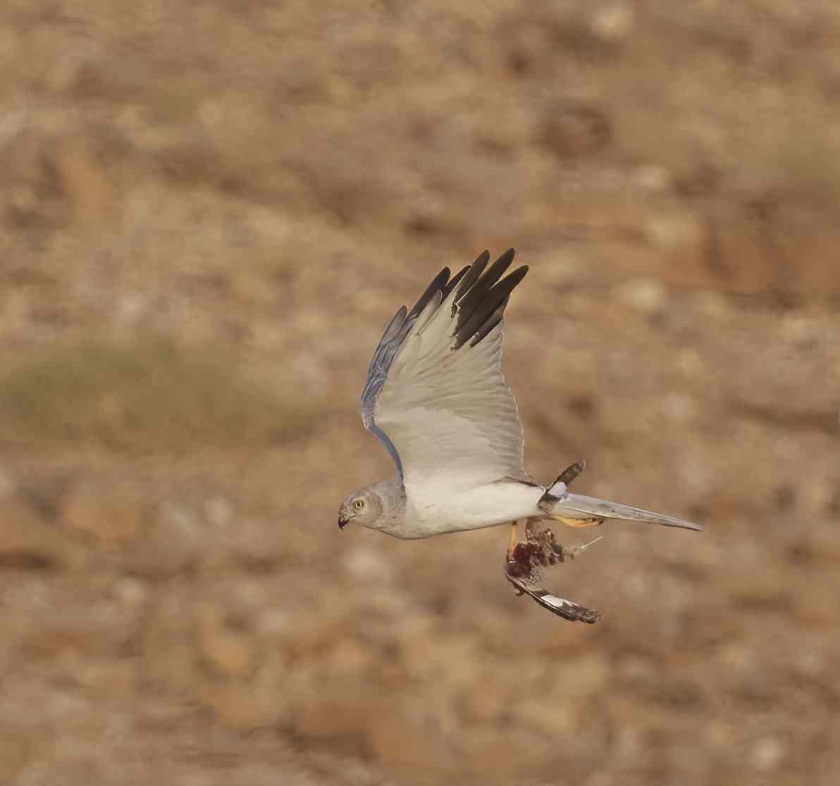 YOG_5298-DeNoiseAI-standard