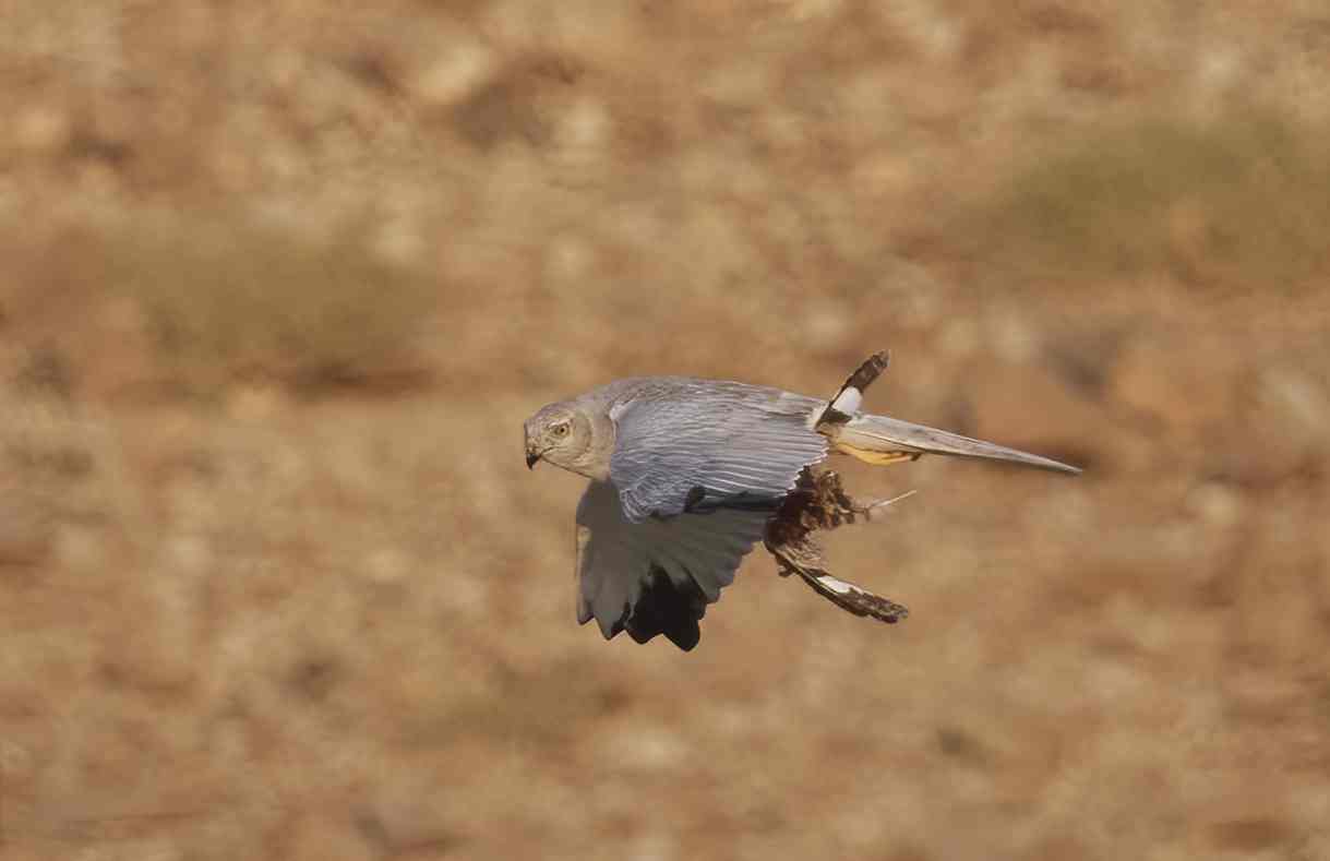 YOG_5299-DeNoiseAI-standard