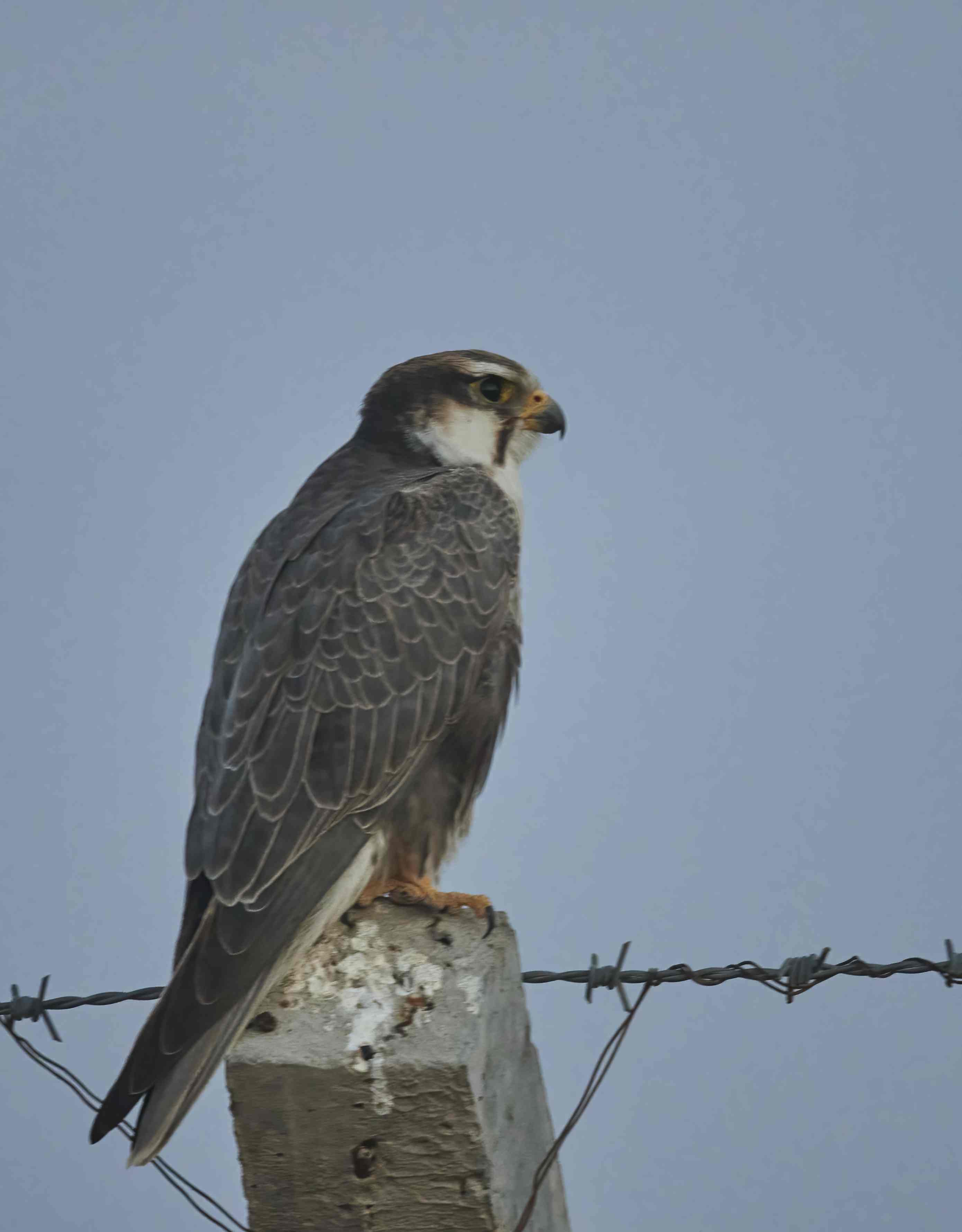 YOG_5340-DeNoiseAI-standard