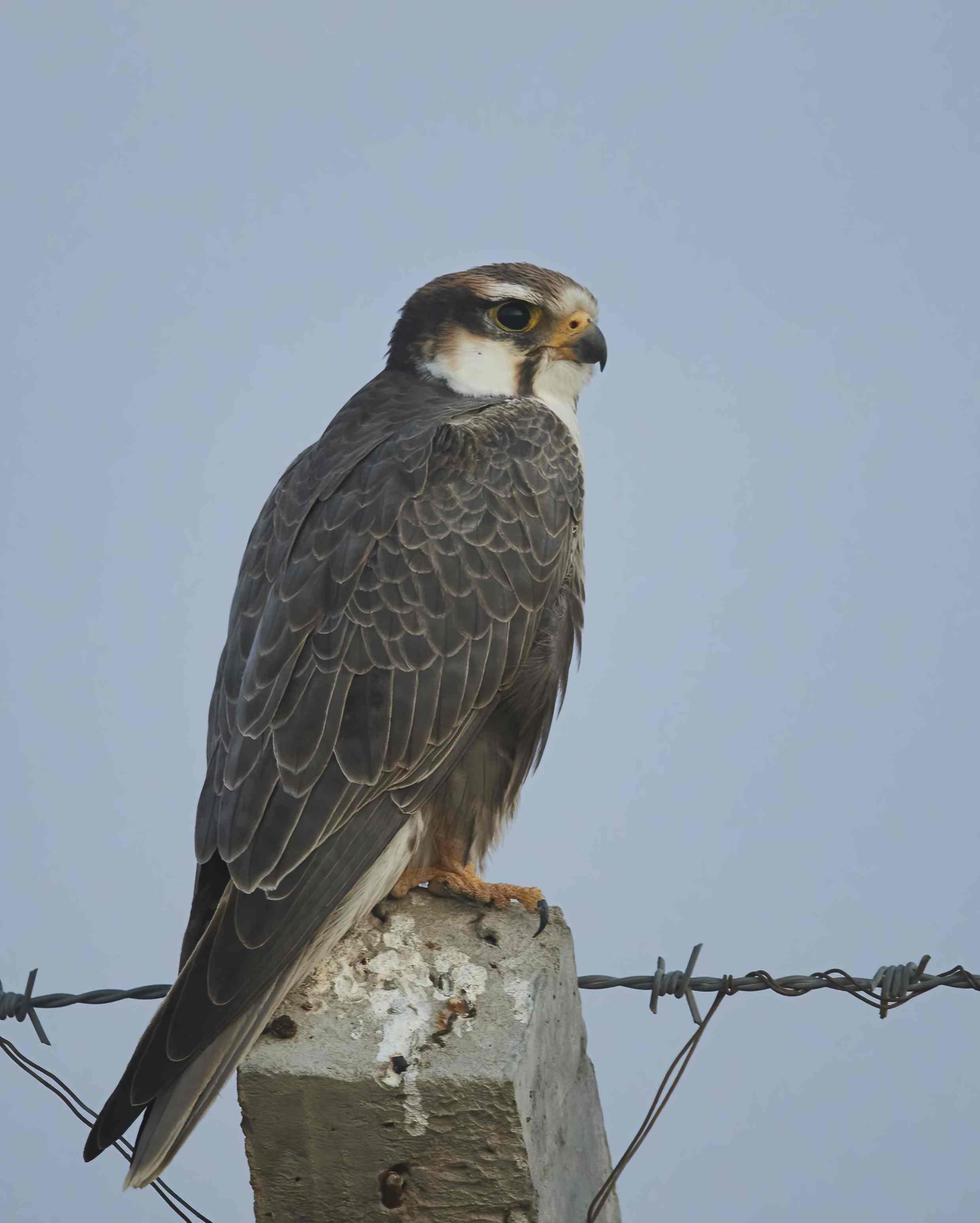 YOG_5354-DeNoiseAI-standard