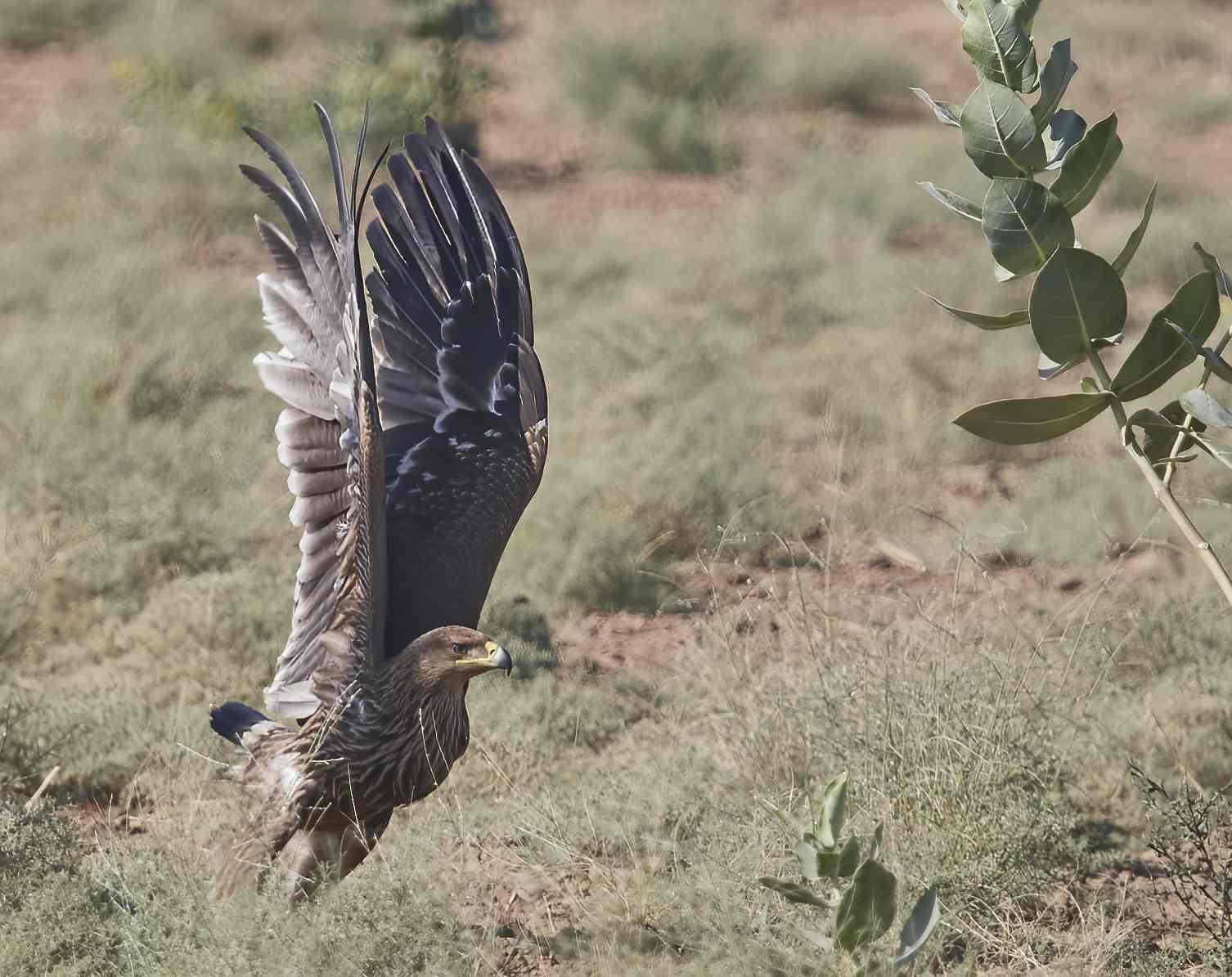 YOG_5508-DeNoiseAI-standard