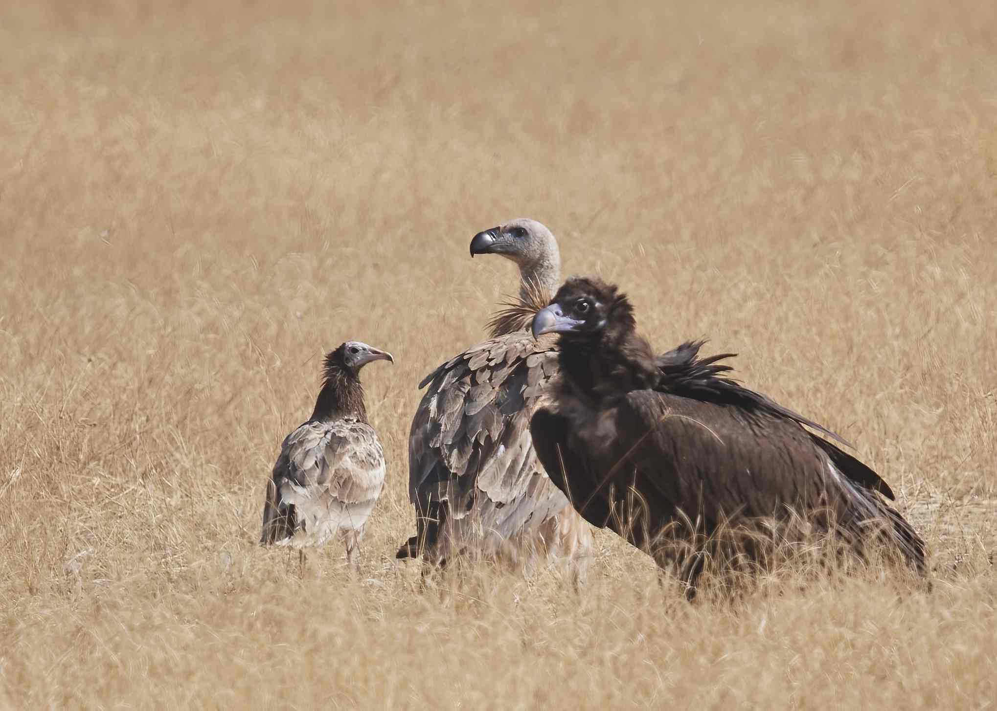 YOG_5528-DeNoiseAI-standard