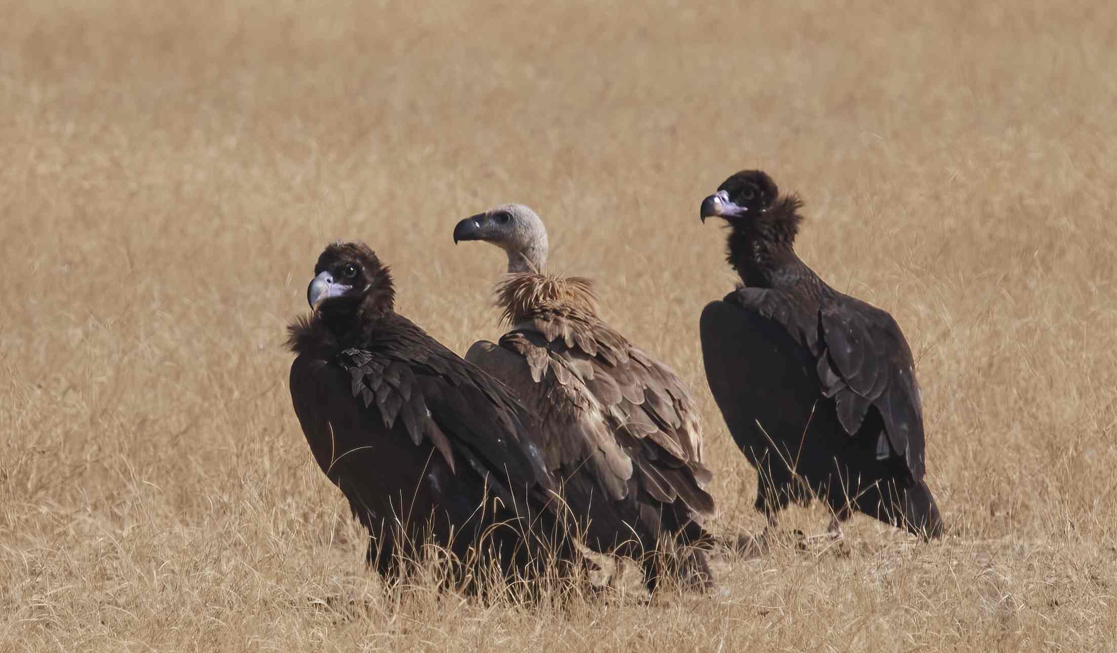 YOG_5578-DeNoiseAI-standard