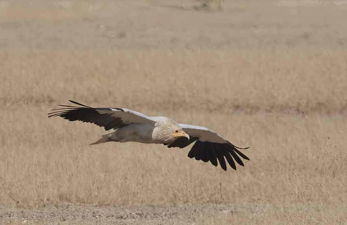 YOG_5636-DeNoiseAI-standard