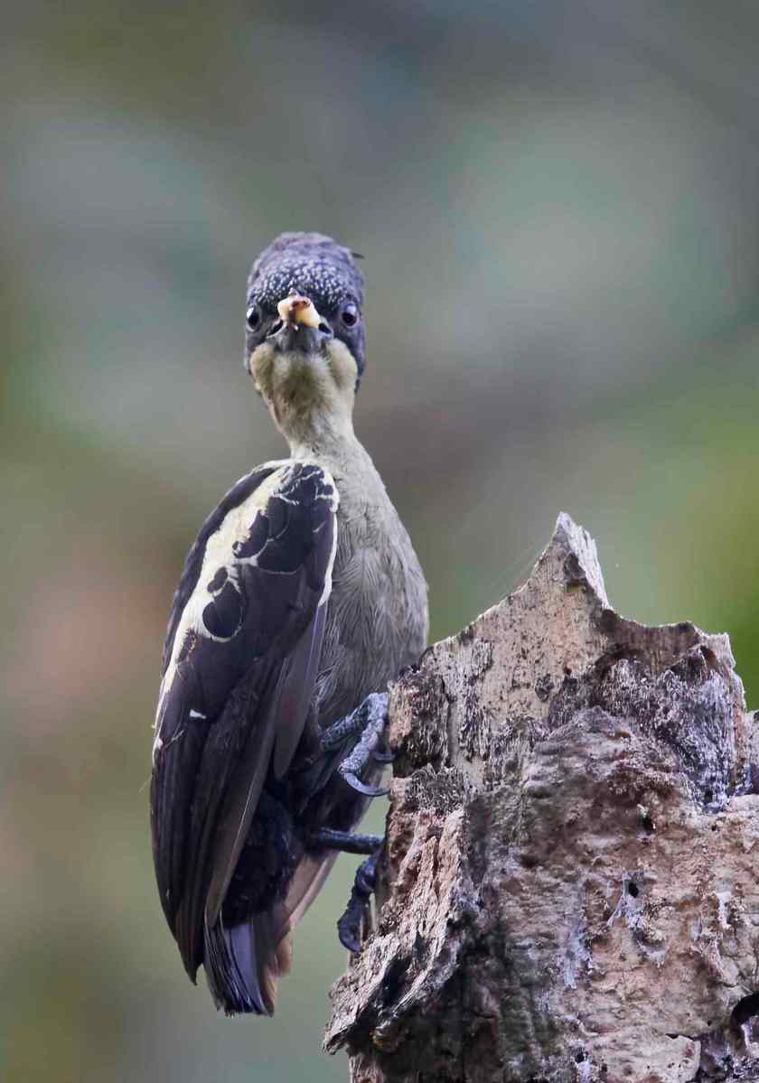 YOG_2340-DeNoiseAI-standard