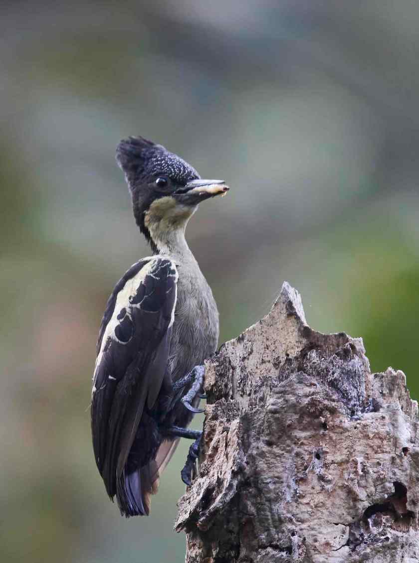 YOG_2348-DeNoiseAI-standard