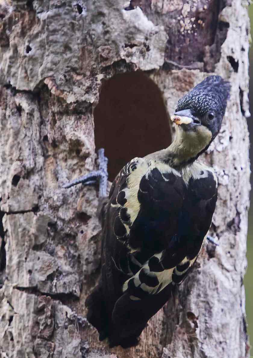 YOG_2365-DeNoiseAI-standard