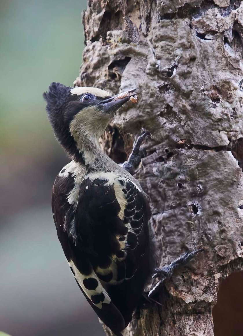 YOG_2414-DeNoiseAI-standard