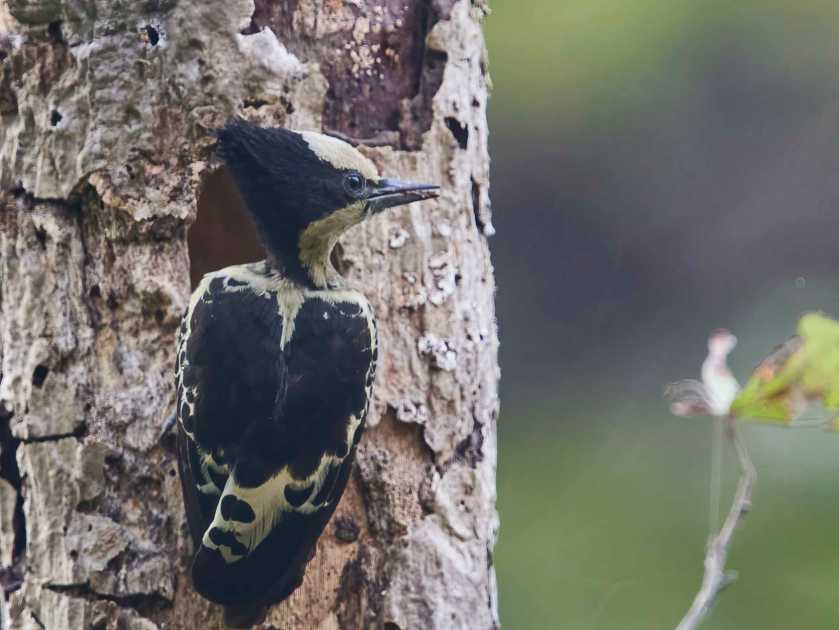 YOG_2512-DeNoiseAI-standard