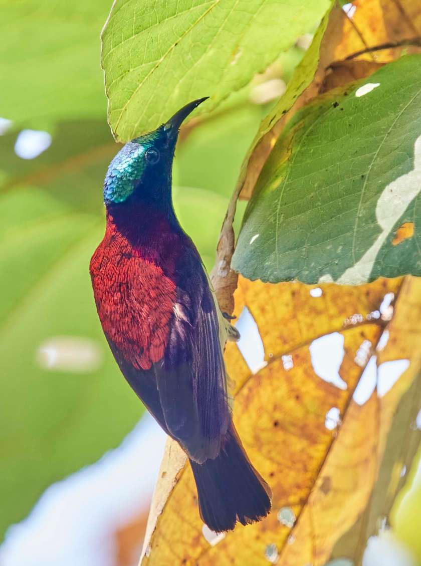 YOG_2701-DeNoiseAI-standard