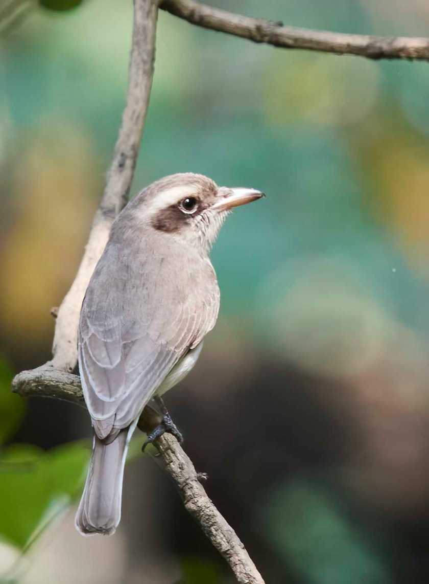 YOG_2746-DeNoiseAI-standard