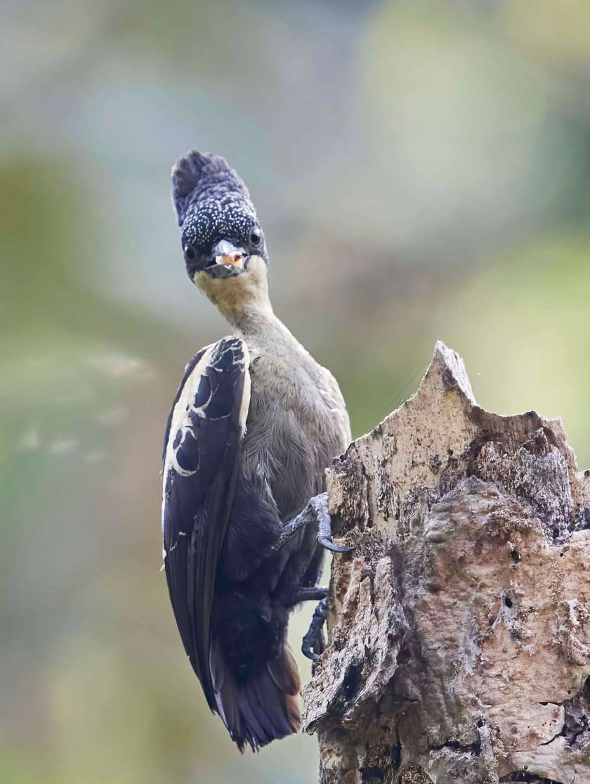 YOG_2767-DeNoiseAI-standard