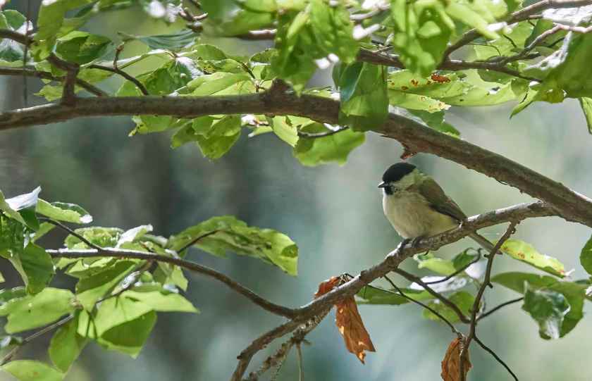 YOG_9169-DeNoiseAI-standard