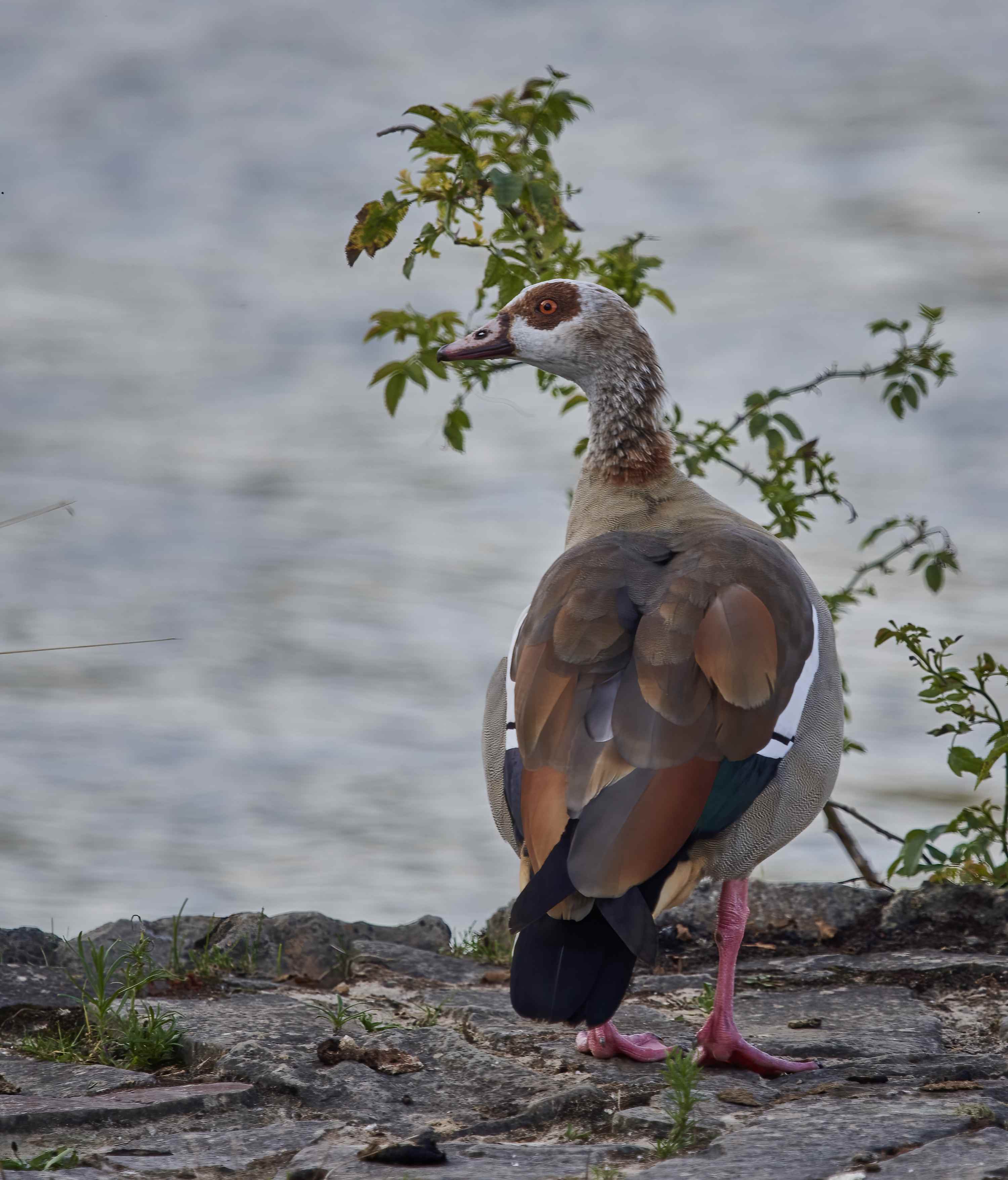 YOG_6025-DeNoiseAI-standard