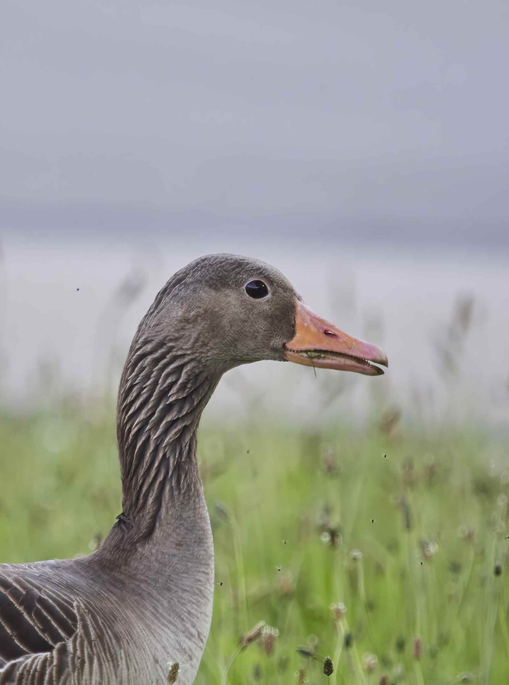 YOG_6036-DeNoiseAI-standard